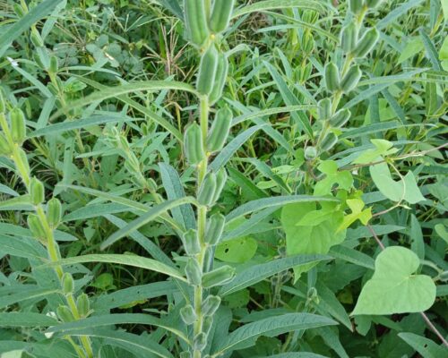 gergelim-agro-campo-real (1)