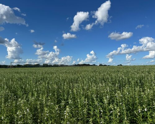 gergelim-agro-campo-real (2)
