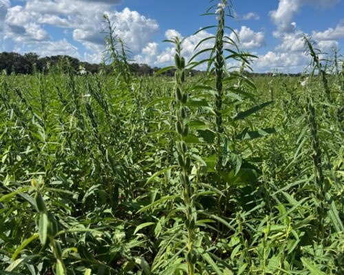 gergelim-agro-campo-real (3)