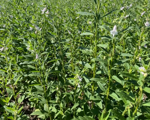 gergelim-agro-campo-real (4)