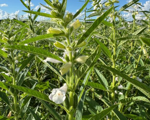 gergelim-agro-campo-real (5)