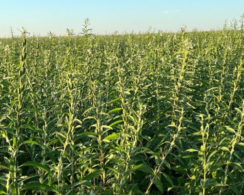 gergelim-agro-campo-real (8)